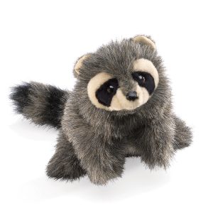 Baby Racoon